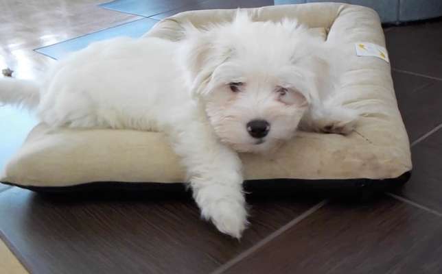 Welpen Bilder !-Beitrag-Bild