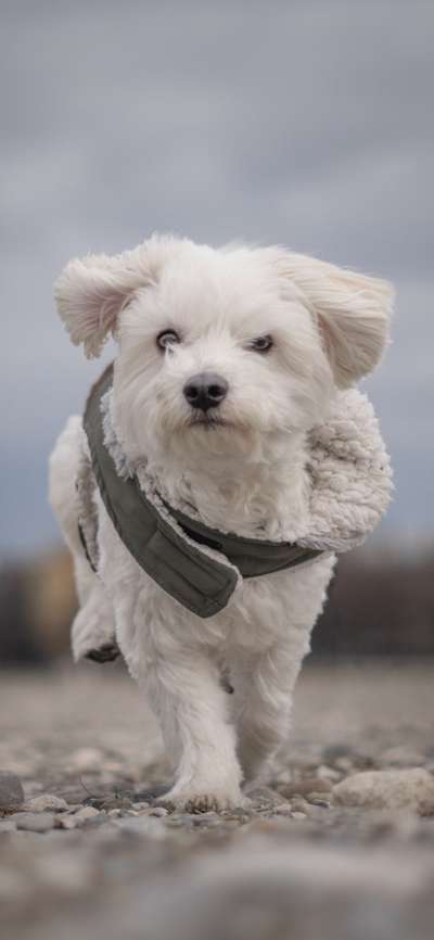 Lustigsten Bilder-Beitrag-Bild