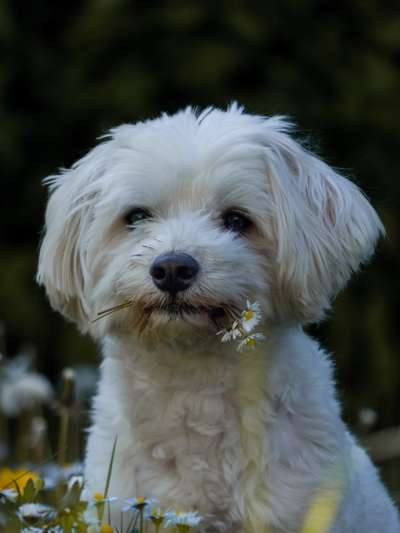 Postet das beste Foto von euren 4 beinern-Beitrag-Bild