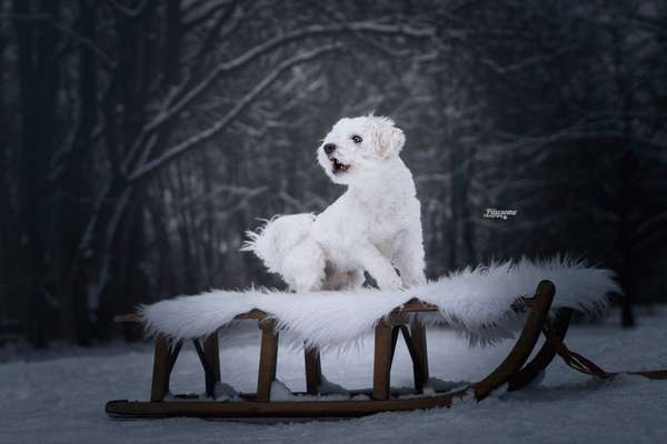 Dogorama Photo Challenge - Winterstimmung-Beitrag-Bild
