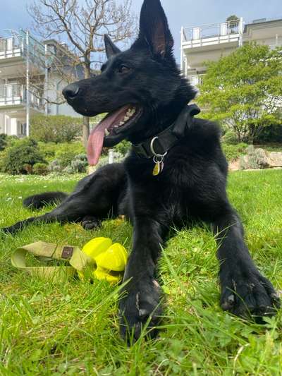 Hundetreffen-Spaziergänge-Bild