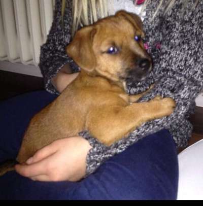 Welpen Bilder !-Beitrag-Bild