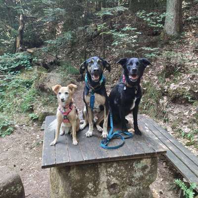 Hundetreffen-Gassi gehen-Bild