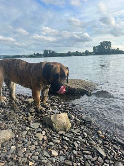Hundetreffen-Presa Canario Junghündin sucht Spielgefährten und Hunde für Social Walk-Bild