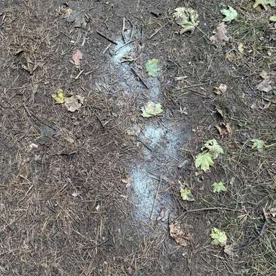 Giftköder-Weißes Pulver 2mal auf Pfad-Bild