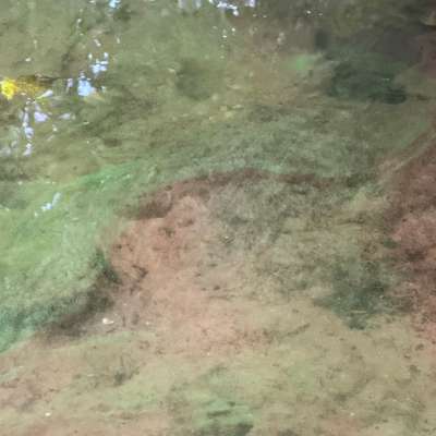 Giftköder-Blaualgen im Main-Bild