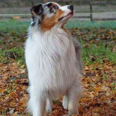 Dein Hund im Dogorama-Kalender 2021-Beitrag-Bild