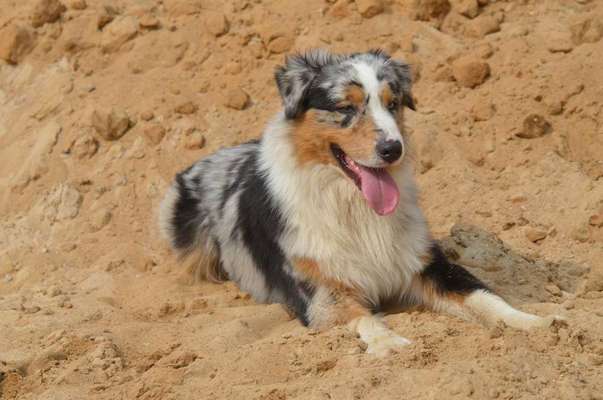 Dein Hund im Dogorama-Kalender 2021-Beitrag-Bild