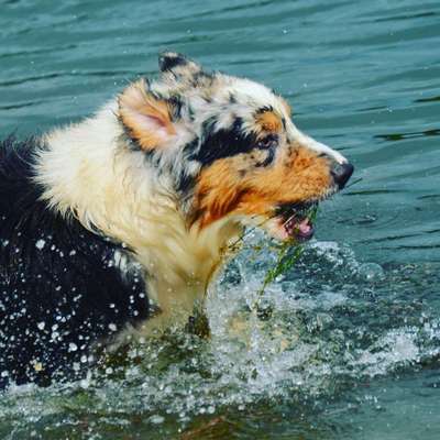 Dein Hund im Dogorama-Kalender 2021-Beitrag-Bild