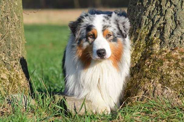 Dein Hund im Dogorama-Kalender 2021-Beitrag-Bild