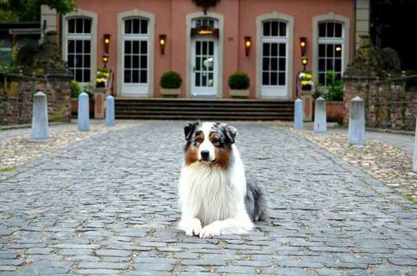 Dein Hund im Dogorama-Kalender 2021-Beitrag-Bild