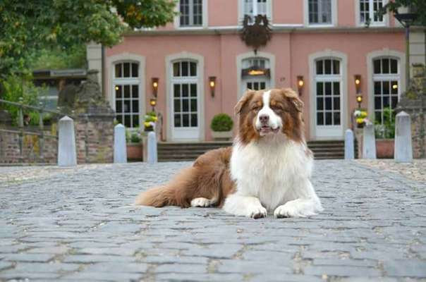 Dein Hund im Dogorama-Kalender 2021-Beitrag-Bild