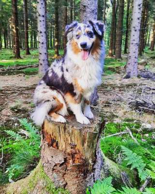 Aussies-Beitrag-Bild