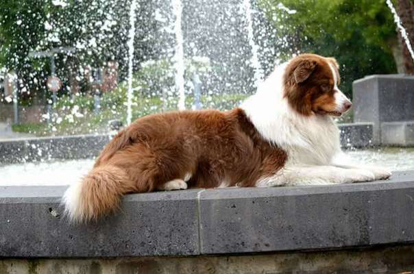 Dein Hund im Dogorama-Kalender 2021-Beitrag-Bild