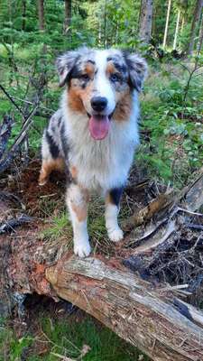 Aussies-Beitrag-Bild