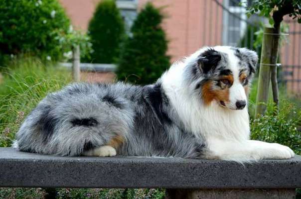 Dein Hund im Dogorama-Kalender 2021-Beitrag-Bild