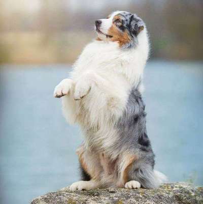 Dein Hund im Dogorama-Kalender 2021-Beitrag-Bild