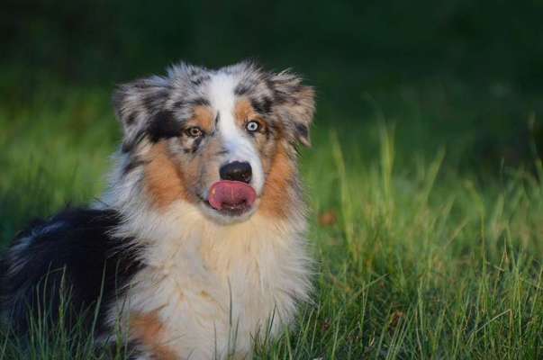 Dein Hund im Dogorama-Kalender 2021-Beitrag-Bild