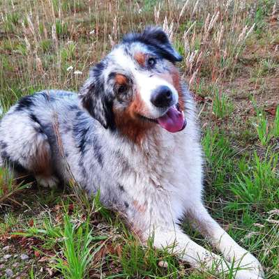 Dein Hund im Dogorama-Kalender 2021-Beitrag-Bild