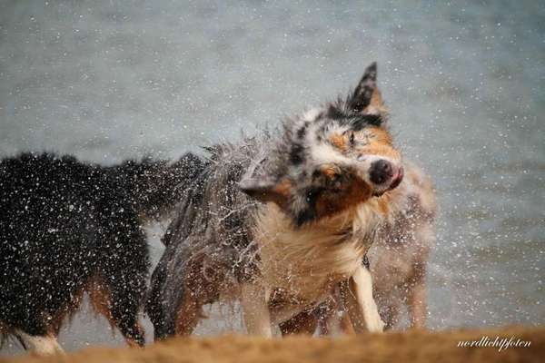 Dein Hund im Dogorama-Kalender 2021-Beitrag-Bild