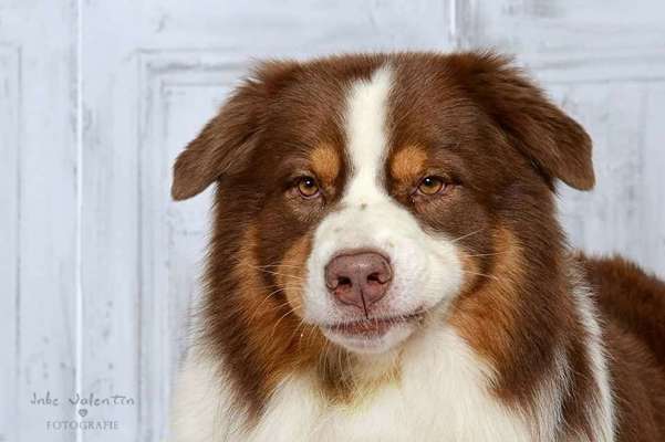 Dein Hund im Dogorama-Kalender 2021-Beitrag-Bild