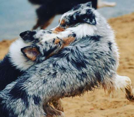 Dein Hund im Dogorama-Kalender 2021-Beitrag-Bild