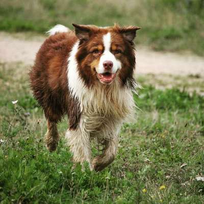 Aussies-Beitrag-Bild