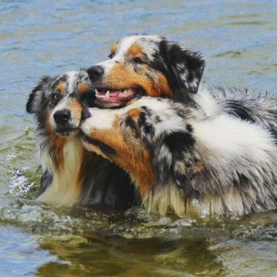 Dein Hund im Dogorama-Kalender 2021-Beitrag-Bild