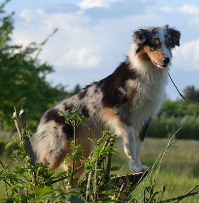 Dein Hund im Dogorama-Kalender 2021-Beitrag-Bild