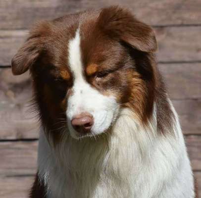 Dein Hund im Dogorama-Kalender 2021-Beitrag-Bild