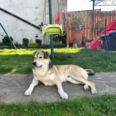 Hundetreffen-Spiel- und Gassifreund für Bodi gesucht-Bild