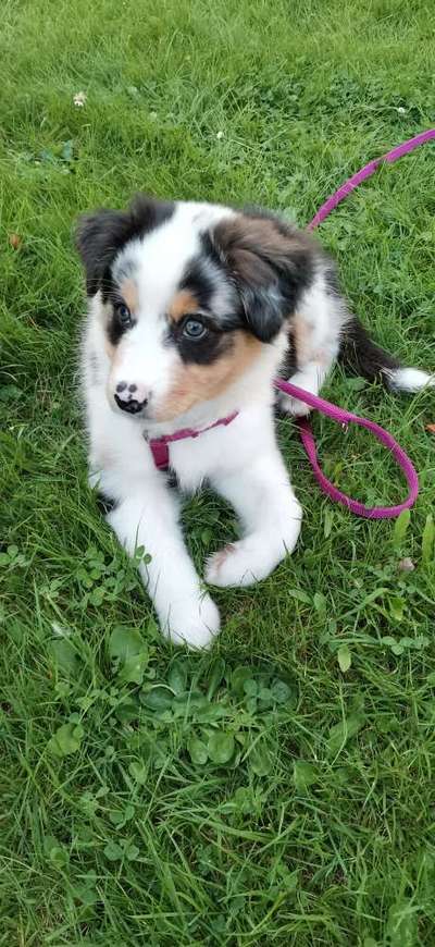 Die Dogorama Kalender Challenge Titelbild-Beitrag-Bild