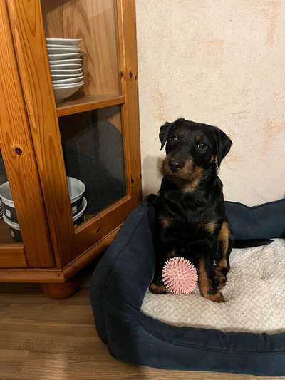 deutscher Jagdterrier-Beitrag-Bild