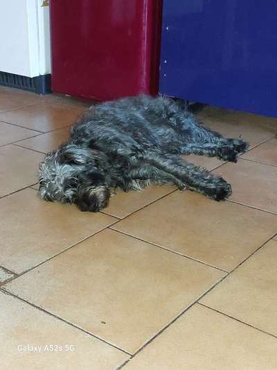 Unsere Fellnasen-Vielfalt im Überblick!-Beitrag-Bild