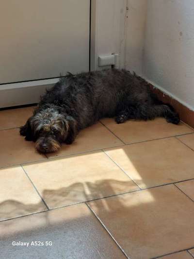 Unsere Fellnasen-Vielfalt im Überblick!-Beitrag-Bild