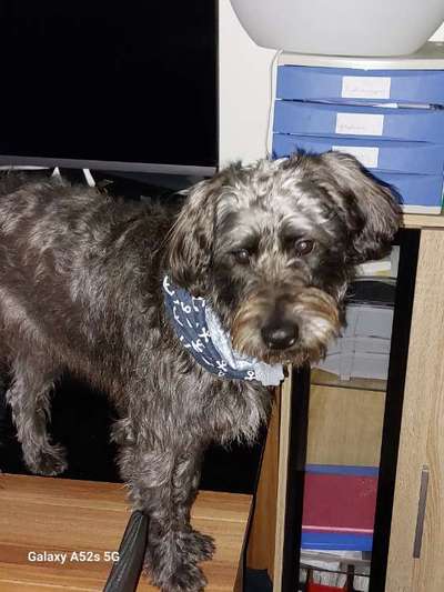 Unsere Fellnasen-Vielfalt im Überblick!-Beitrag-Bild