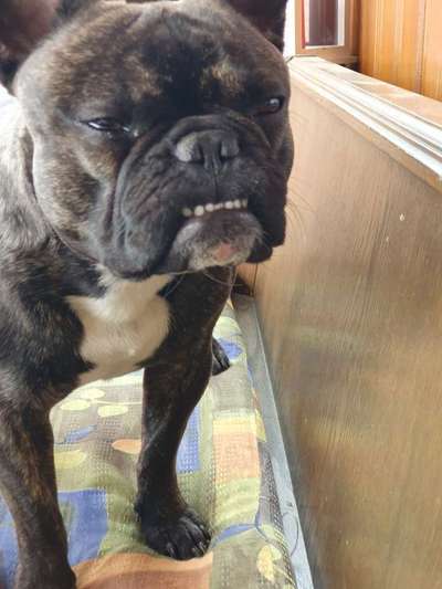 Französische Bulldoggen-Beitrag-Bild