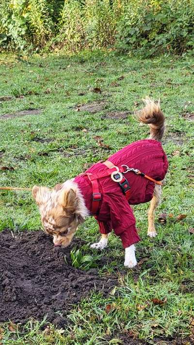 Wie sitzt mein Geschirr?-Beitrag-Bild