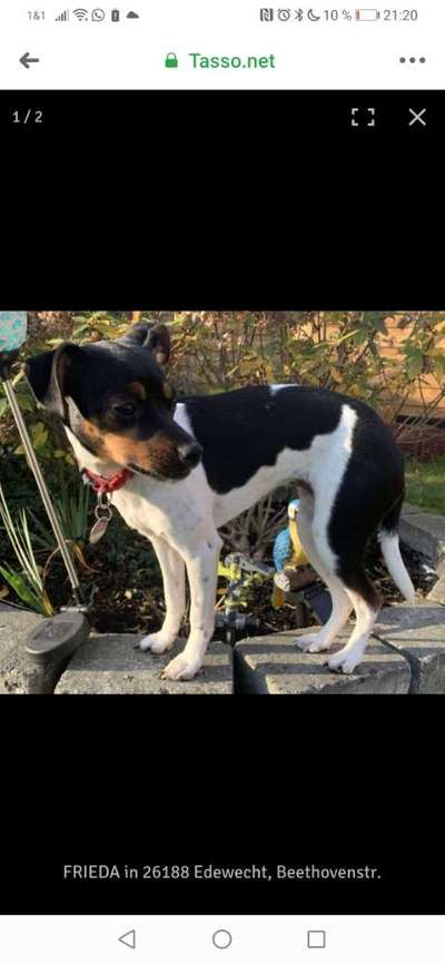 Suchmeldung-Frieda-Bild