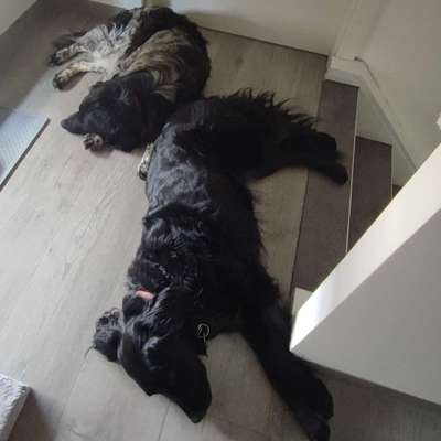 Hundetreffen-Gassi gehen und wandern☺️-Bild