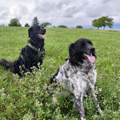 Hundetreffen-Gassi gehen und Wandern☺️-Bild