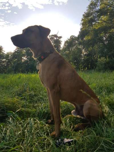 Rhodesian Ridgeback-Beitrag-Bild