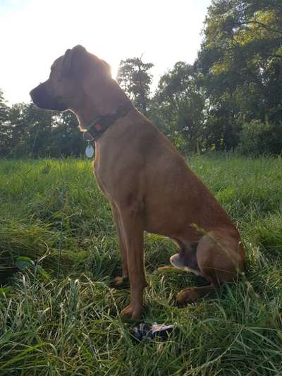 Die Dogorama Wochen Challenge-Beitrag-Bild