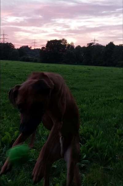 Die Dogorama Wochen Challenge-Beitrag-Bild