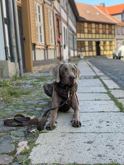Hundetreffen-Training/ Sozialgruppe-Bild