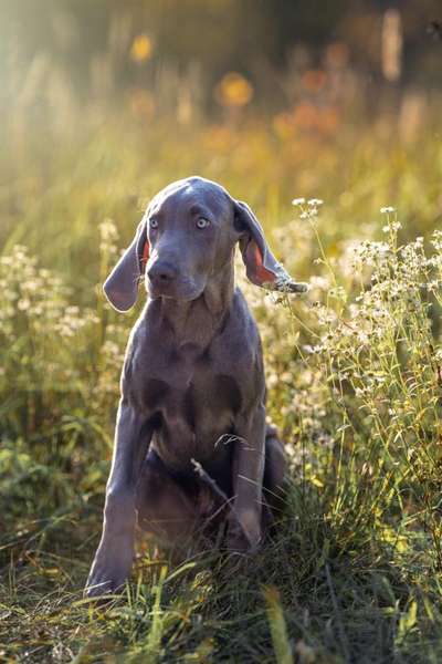 Welpen Bilder !-Beitrag-Bild