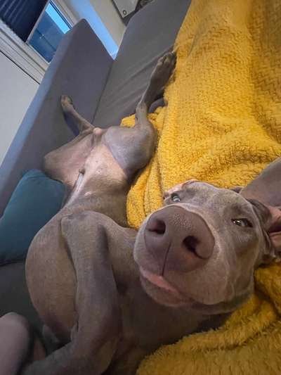 Fotosammlung: ,,Der natürliche Hund" Unbearbeitet, ungestellt und in Natura-Beitrag-Bild