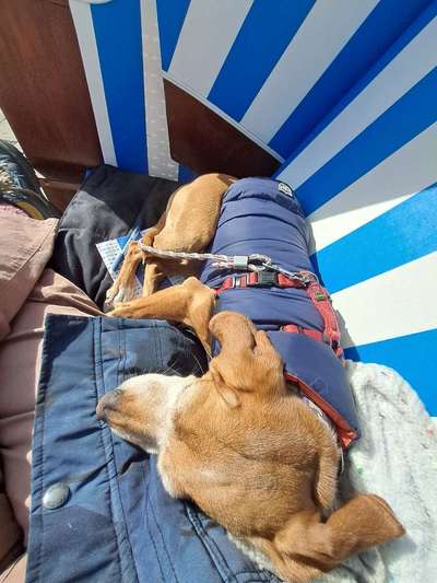 Gehören Hunde ins Restaurant?-Beitrag-Bild