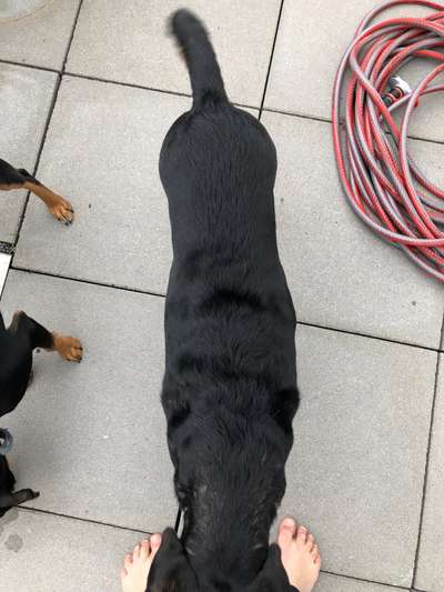 Der Gewichts-Thread-Beitrag-Bild