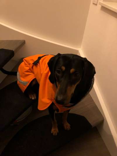 TierschutzhundeStammtisch🐕-Beitrag-Bild